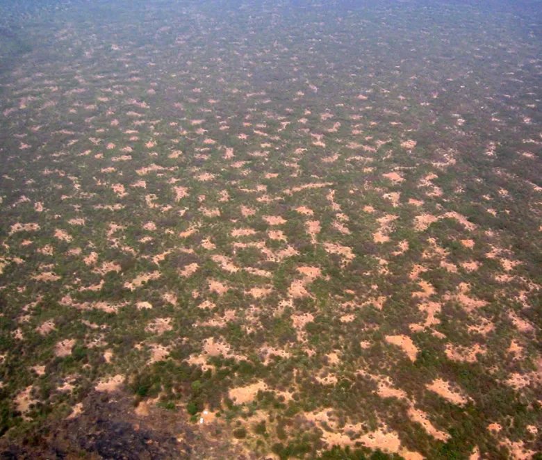 Aerial view of a gapped bush plateau in the Nigerian part of W regional park.