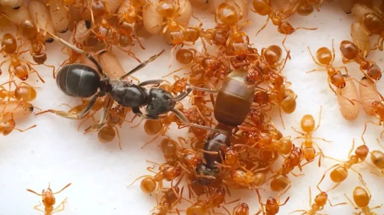 In this photo the parasitic ant queen Lasius orientalis left infiltrates the nest of Lasius flavus and apporaches their queen right