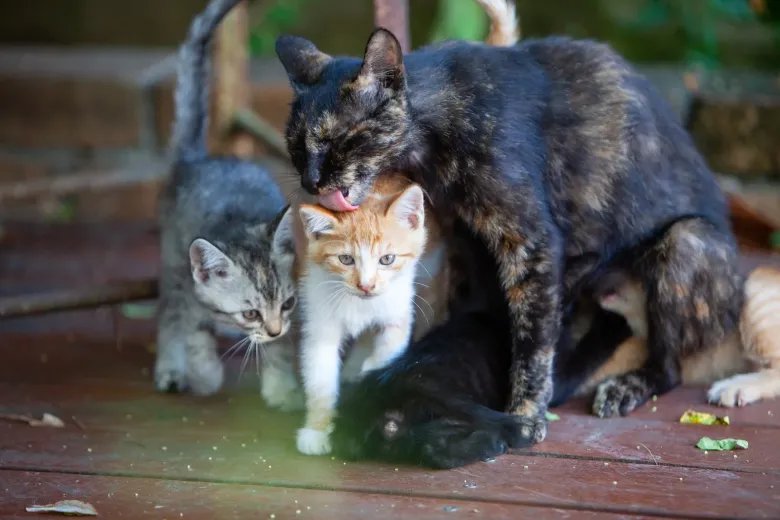 Why do some cat siblings look so different? a mother cat grooms her kittens